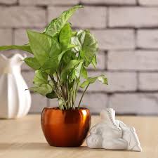 Sacred Syngonium Plant and Ganesha Ensemble
